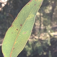 Eucalyptus dives at Crowther, NSW - 1 Jun 2025 by Frecko