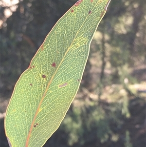 Eucalyptus dives at Crowther, NSW - Yesterday by Frecko