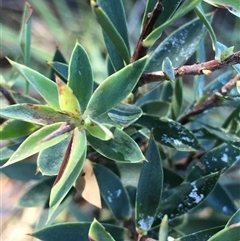 Styphelia triflora (Five-corners) at Crowther, NSW - 1 Jun 2025 by Frecko