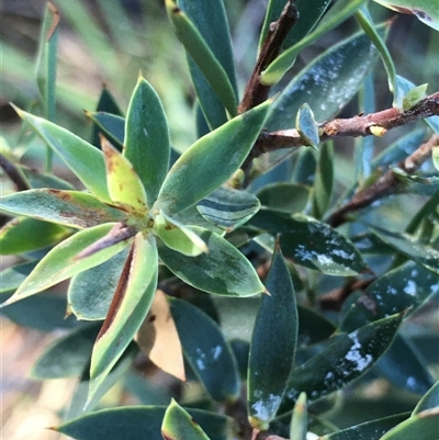 Styphelia triflora (Five-corners) at Crowther, NSW - 1 Jun 2025 by Frecko
