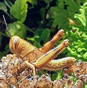 Unverified Grasshopper, Cricket or Katydid (Orthoptera) by MazzV