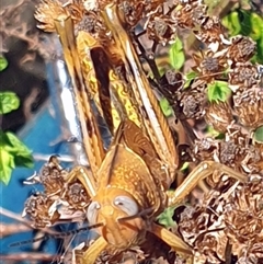 Valanga irregularis at Copmanhurst, NSW - suppressed