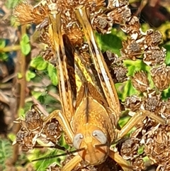 Valanga irregularis at Copmanhurst, NSW - suppressed