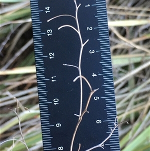 Dianella sp. (Flax Lily) at Crowther, NSW - Yesterday by Frecko