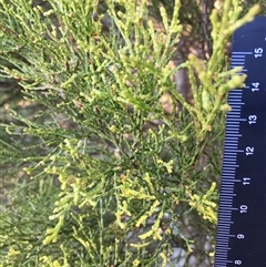 Callitris endlicheri at Crowther, NSW - 1 Jun 2025 02:15 PM