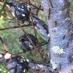 Callitris endlicheri at Crowther, NSW - 1 Jun 2025 02:15 PM