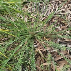 Unverified Plant at Aranda, ACT - 2 Jun 2025 by Namadgivor