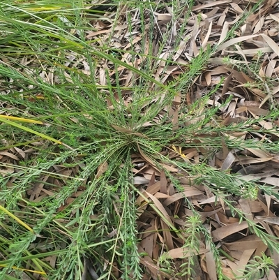 Unverified Plant at Aranda, ACT - 2 Jun 2025 by Namadgivor