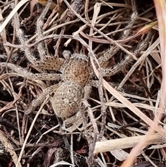 Neosparassus calligaster (Beautiful Badge Huntsman) at Latham, ACT - 26 May 2025 by Caric