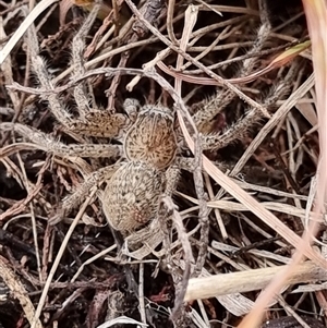 Unverified Huntsman spider (Sparassidae) at Latham, ACT - 26 May 2025 by Caric