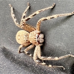 Neosparassus calligaster (Beautiful Badge Huntsman) at Aranda, ACT - Yesterday by KMcCue