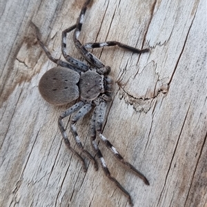 Unverified Huntsman spider (Sparassidae) at Latham, ACT - 1 May 2025 by Caric