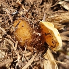 Unverified Spider at Latham, ACT - 26 May 2025 by Caric