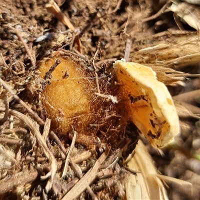 Unverified Spider at Latham, ACT - 26 May 2025 by Caric