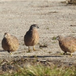Synoicus ypsilophorus at Jervis Bay Village, JBT - 1 Jun 2025 01:51 PM