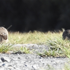 Synoicus ypsilophorus at Jervis Bay Village, JBT - 1 Jun 2025 01:51 PM