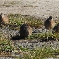 Synoicus ypsilophorus at Jervis Bay Village, JBT - 1 Jun 2025 01:51 PM