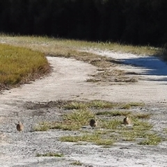 Synoicus ypsilophorus at Jervis Bay Village, JBT - 1 Jun 2025 01:51 PM