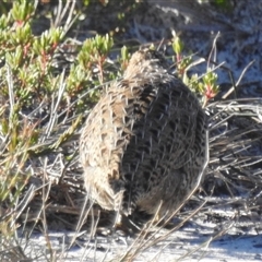 Synoicus ypsilophorus at Jervis Bay Village, JBT - 1 Jun 2025 01:51 PM