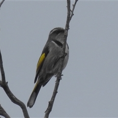 Phylidonyris pyrrhopterus (Crescent Honeyeater) at Bulee, NSW - Yesterday by HelenCross