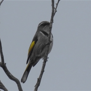 Phylidonyris pyrrhopterus (Crescent Honeyeater) at Bulee, NSW - Today by HelenCross