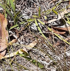 Mantidae (family) adult or nymph at Latham, ACT - 18 Feb 2025 by Caric