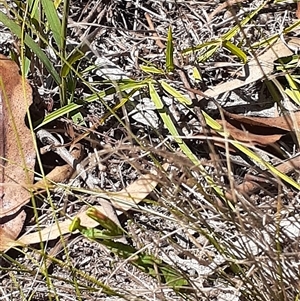 Unverified Praying mantis (Mantodea) at Latham, ACT - 18 Feb 2025 by Caric
