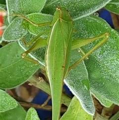 Phaneropterinae (subfamily) (Leaf Katydid, Bush Katydid) at Copmanhurst, NSW - 10 Jan 2025 by MazzV