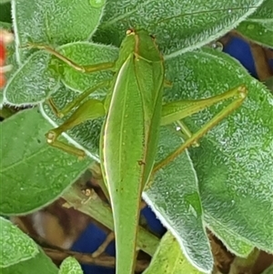 Phaneropterinae (subfamily) at Copmanhurst, NSW - suppressed