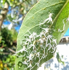 Protyora sterculiae (Kurrajong star psyllid) at Macgregor, ACT - 18 Apr 2025 by Caric
