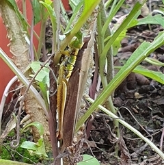 Methiola sp by MazzV