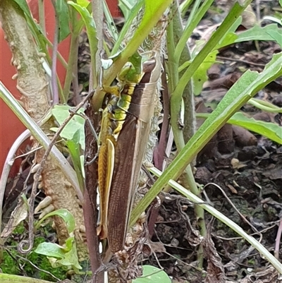 Methiola sp by MazzV