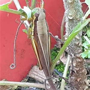 Methiola sp at suppressed - suppressed