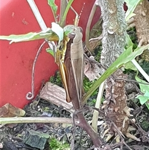 Methiola sp at Copmanhurst, NSW - suppressed