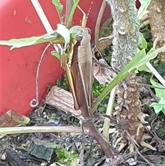 Methiola sp at Copmanhurst, NSW - suppressed