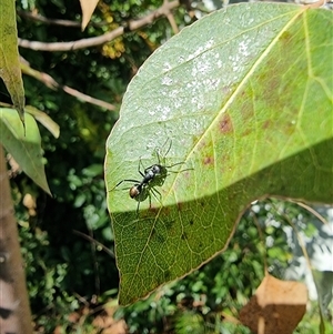 Unverified Ant (Hymenoptera, Formicidae) at Macgregor, ACT - 18 Apr 2025 by Caric