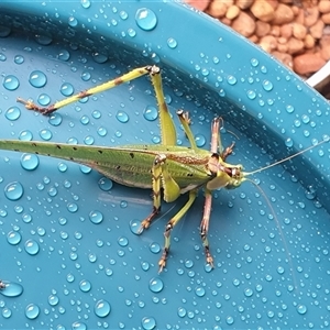 Ephippitytha trigintiduoguttata by MazzV