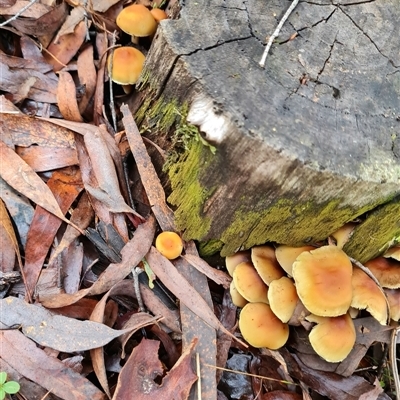 Hypholoma fasciculare (Hypholoma fasciculare) at Kambah, ACT - 2 Jun 2025 by WalkYonder