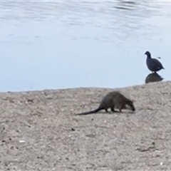 Hydromys chrysogaster (Rakali or Water Rat) at Belconnen, ACT - 2 Jun 2025 by dhkmapr