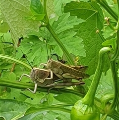 Austracris proxima (Spur-throated locust) at Copmanhurst, NSW - 25 Jan 2025 by MazzV