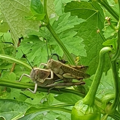 Austracris proxima (Spur-throated locust) at Copmanhurst, NSW - 25 Jan 2025 by MazzV