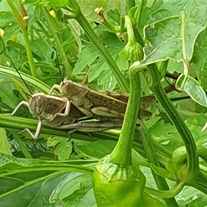 Austracris proxima at Copmanhurst, NSW - suppressed