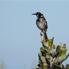 Phylidonyris novaehollandiae (New Holland Honeyeater) at Jervis Bay Village, JBT - 1 Jun 2025 by HelenCross