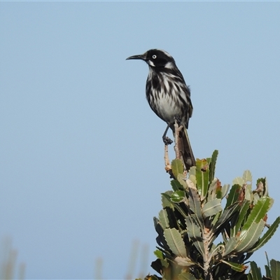 Phylidonyris novaehollandiae (New Holland Honeyeater) at Jervis Bay Village, JBT - 1 Jun 2025 by HelenCross