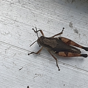 Unverified Grasshopper, Cricket or Katydid (Orthoptera) by MazzV