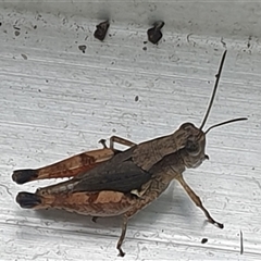 Phaulacridium vittatum at Copmanhurst, NSW - suppressed