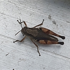 Phaulacridium vittatum at Copmanhurst, NSW - suppressed