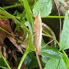 Pseudorhynchus mimeticus (Snout nose katydid) at Copmanhurst, NSW - 9 Feb 2025 by MazzV