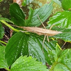 Pseudorhynchus mimeticus at Copmanhurst, NSW - suppressed