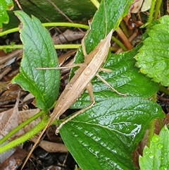 Pseudorhynchus mimeticus at Copmanhurst, NSW - suppressed